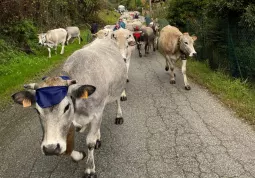 Un momento della discesa della mandra